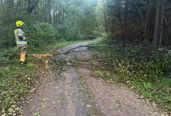 Powalone drzewo zablokowało drogę do Kamiennej – strażacy udrożnili szlak