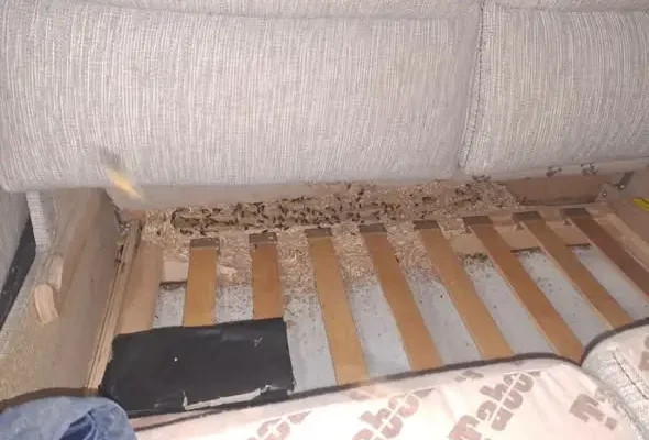 Interwencja strażaków z OSP Barwice: usuwanie gniazda szerszeni w Polnem