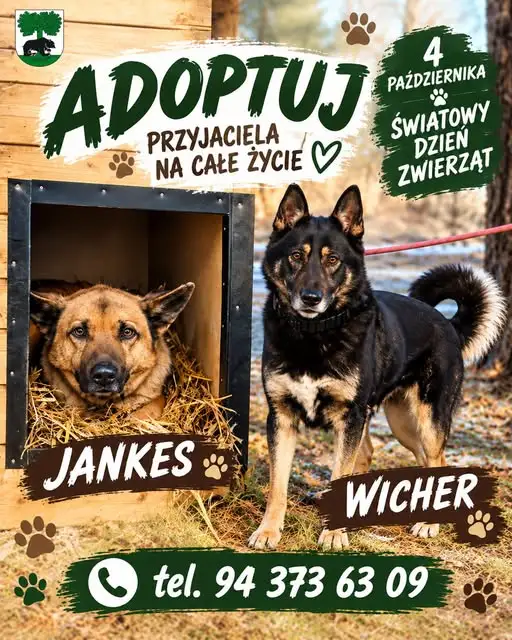 Światowy Dzień Zwierząt w gminie Barwice – Wicher i Jankes szukają domu